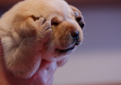 最搞笑说说:成熟的好处是,以前得不到的现在不想要了